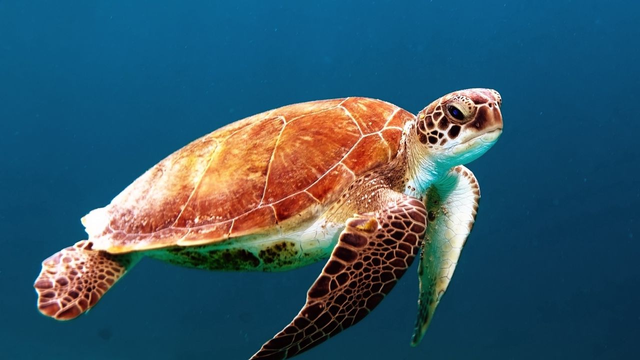 Обои черепаха, подводный мир, плавать, панцирь