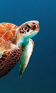 Превью обои черепаха, подводный мир, плавать, панцирь