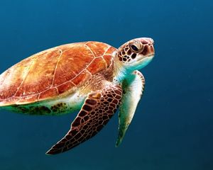Превью обои черепаха, подводный мир, плавать, панцирь