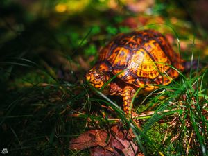 Превью обои черепаха, трава, дикая природа, животное