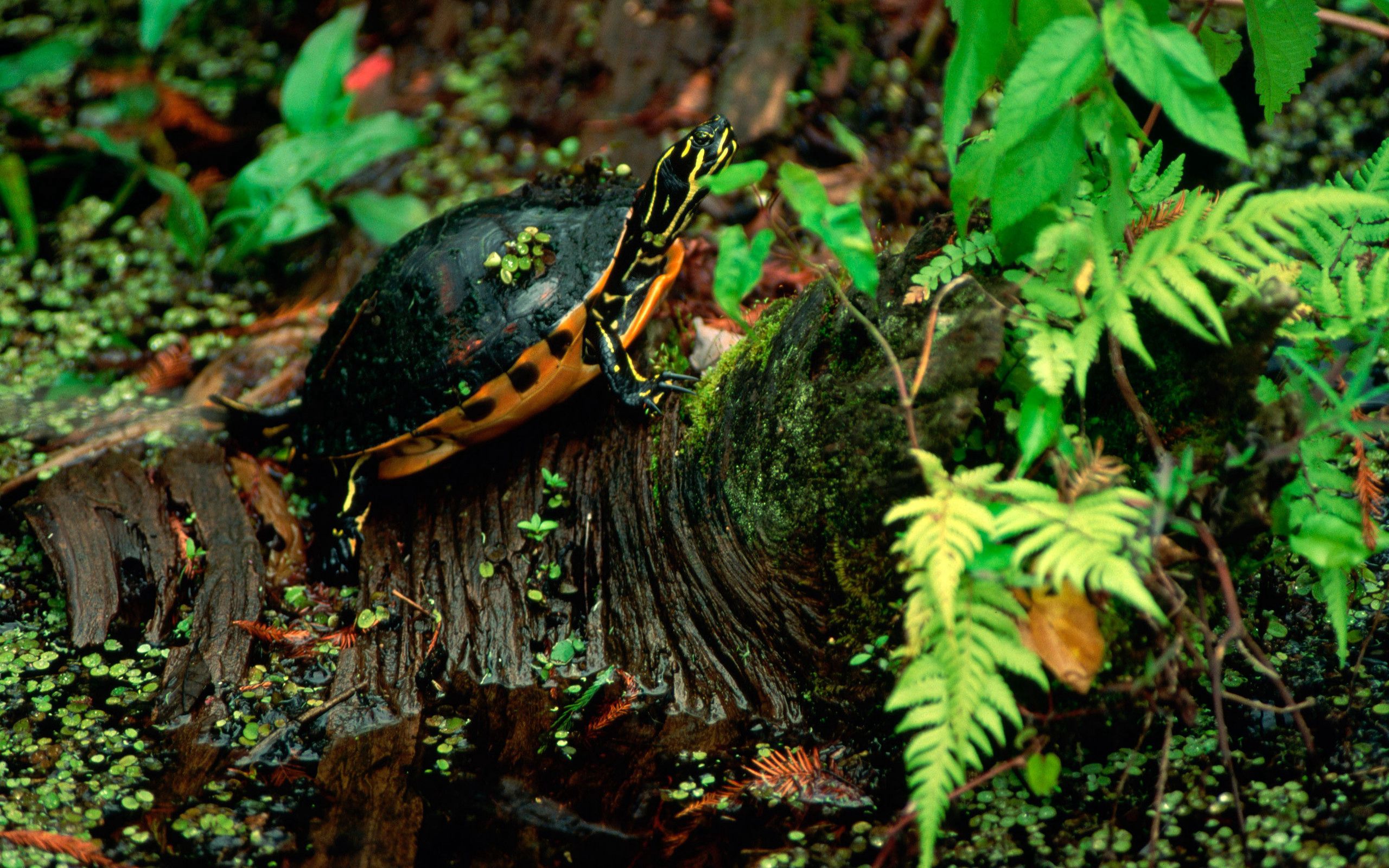 Черепаха красноухая (Trachemys scripta) см