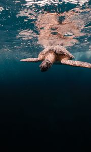 Превью обои черепаха, вода, море, подводный мир