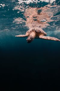 Превью обои черепаха, вода, море, подводный мир