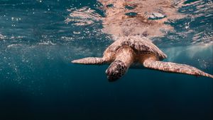 Превью обои черепаха, вода, море, подводный мир