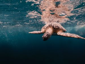 Превью обои черепаха, вода, море, подводный мир