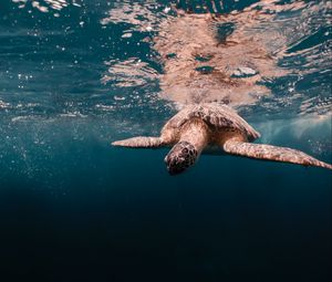 Превью обои черепаха, вода, море, подводный мир