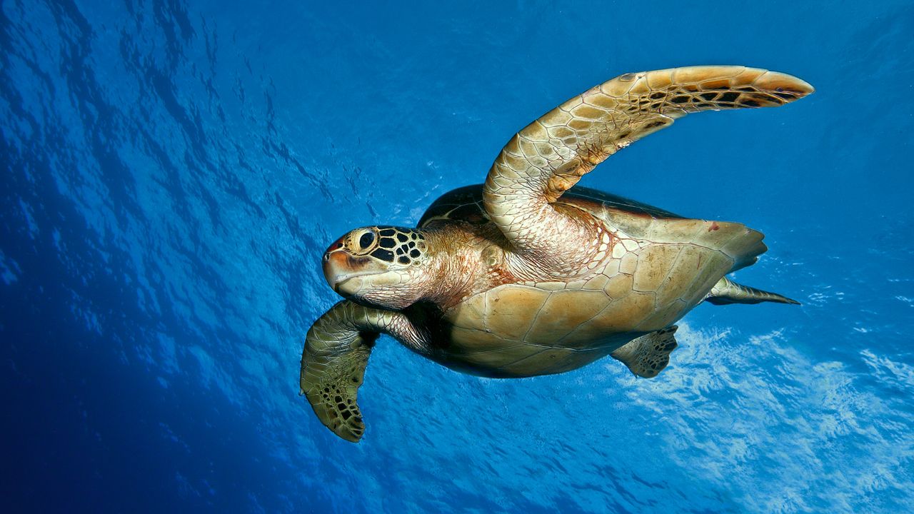 Обои черепаха, вода, море, плавать