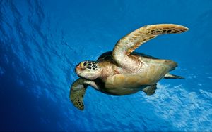 Превью обои черепаха, вода, море, плавать