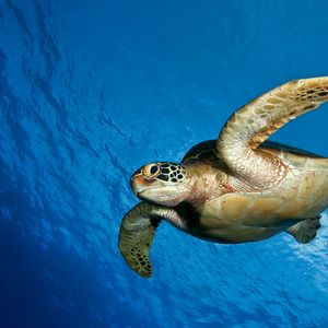 Превью обои черепаха, вода, море, плавать