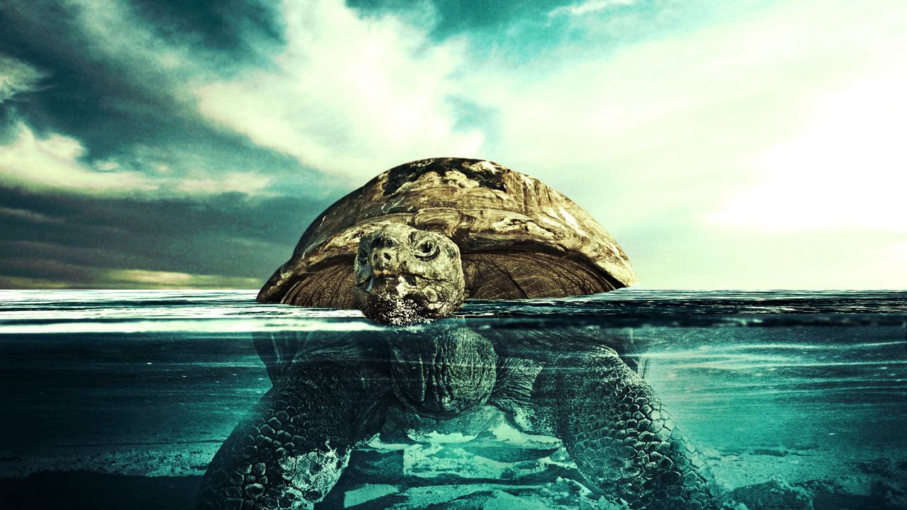 Обои черепаха, вода, плавать, подводный