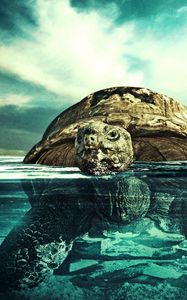 Превью обои черепаха, вода, плавать, подводный