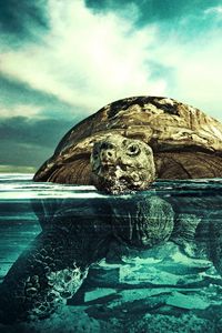 Превью обои черепаха, вода, плавать, подводный