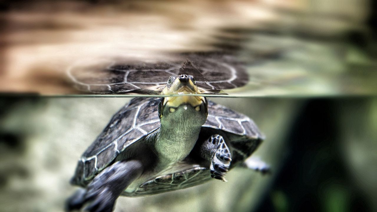 Обои черепаха, вода, плавать, панцирь