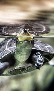 Превью обои черепаха, вода, плавать, панцирь