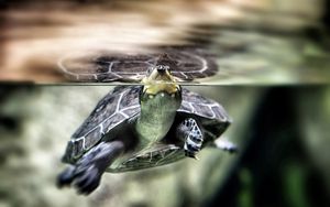 Превью обои черепаха, вода, плавать, панцирь