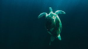 Превью обои черепаха, вода, под водой, свет, лучи