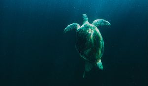 Превью обои черепаха, вода, под водой, свет, лучи