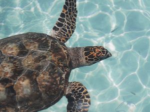 Превью обои черепаха, вода, волны, рыбы, плавать