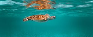 Превью обои черепаха, животное, подводный мир, вода
