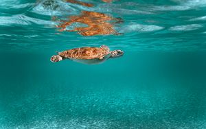 Превью обои черепаха, животное, подводный мир, вода
