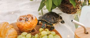 Превью обои черепаха, животное, виноград, фрукты, цветы