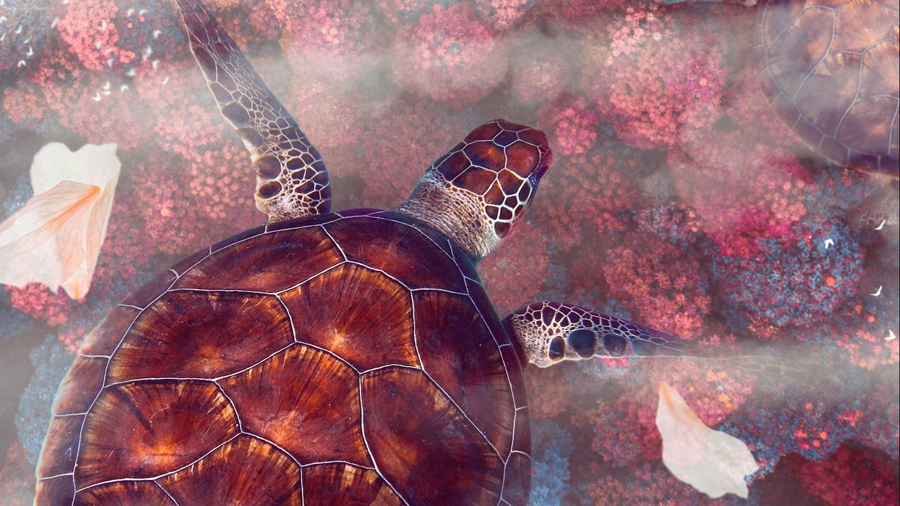 Обои черепахи, черепаха, морская черепах, подводный мир, дикая природа