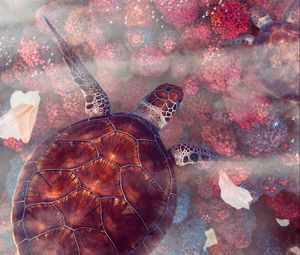 Превью обои черепахи, черепаха, морская черепах, подводный мир, дикая природа