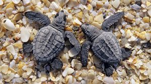 Превью обои черепахи, пляж, камни, панцирь