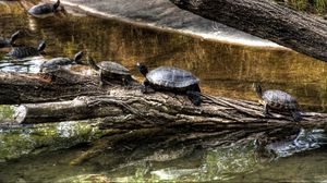 Превью обои черепахи, природа, ползти, панцирь, река, дерево