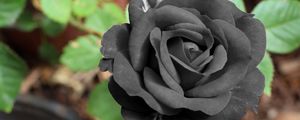 Превью обои черная роза, цветок, бутон
