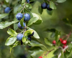 Превью обои черника, ягода, ветка, листья, кусты