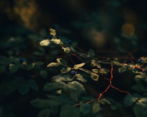 Превью обои черника, ягода, ветка, листья, кусты, макро
