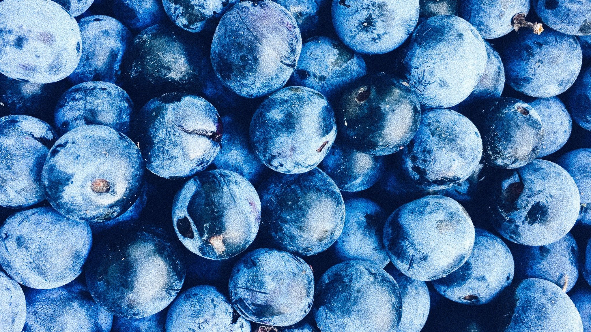 Черника Blueberry