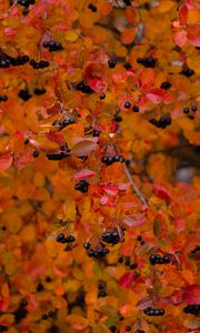 Превью обои черноплодная рябина, ягоды, ветка, листья, осень, макро