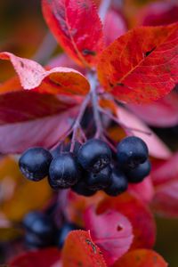 Превью обои черноплодная рябина, ягоды, ветки, листья, макро, осень