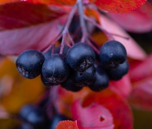 Превью обои черноплодная рябина, ягоды, ветки, листья, макро, осень