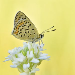 Превью обои черновец бурый, бабочка, цветок, размытие, макро