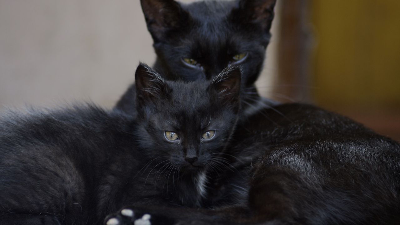 Обои черные коты, семья, котенок, взгляд