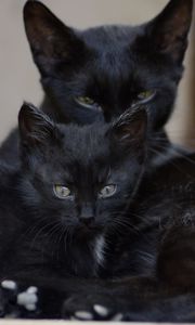 Превью обои черные коты, семья, котенок, взгляд