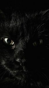 Превью обои чёрные, страх, кошка, морда, глаза