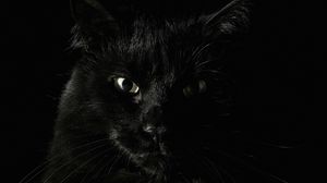 Превью обои чёрные, страх, кошка, морда, глаза