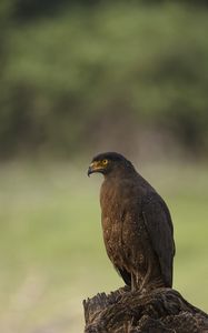 Превью обои черный коршун, коршун, хищник, птица