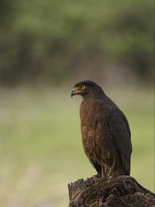 Превью обои черный коршун, коршун, хищник, птица