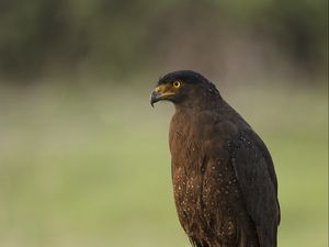 Превью обои черный коршун, коршун, хищник, птица