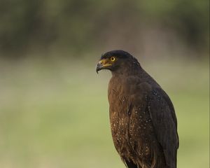 Превью обои черный коршун, коршун, хищник, птица