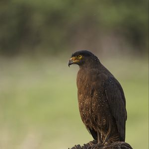 Превью обои черный коршун, коршун, хищник, птица