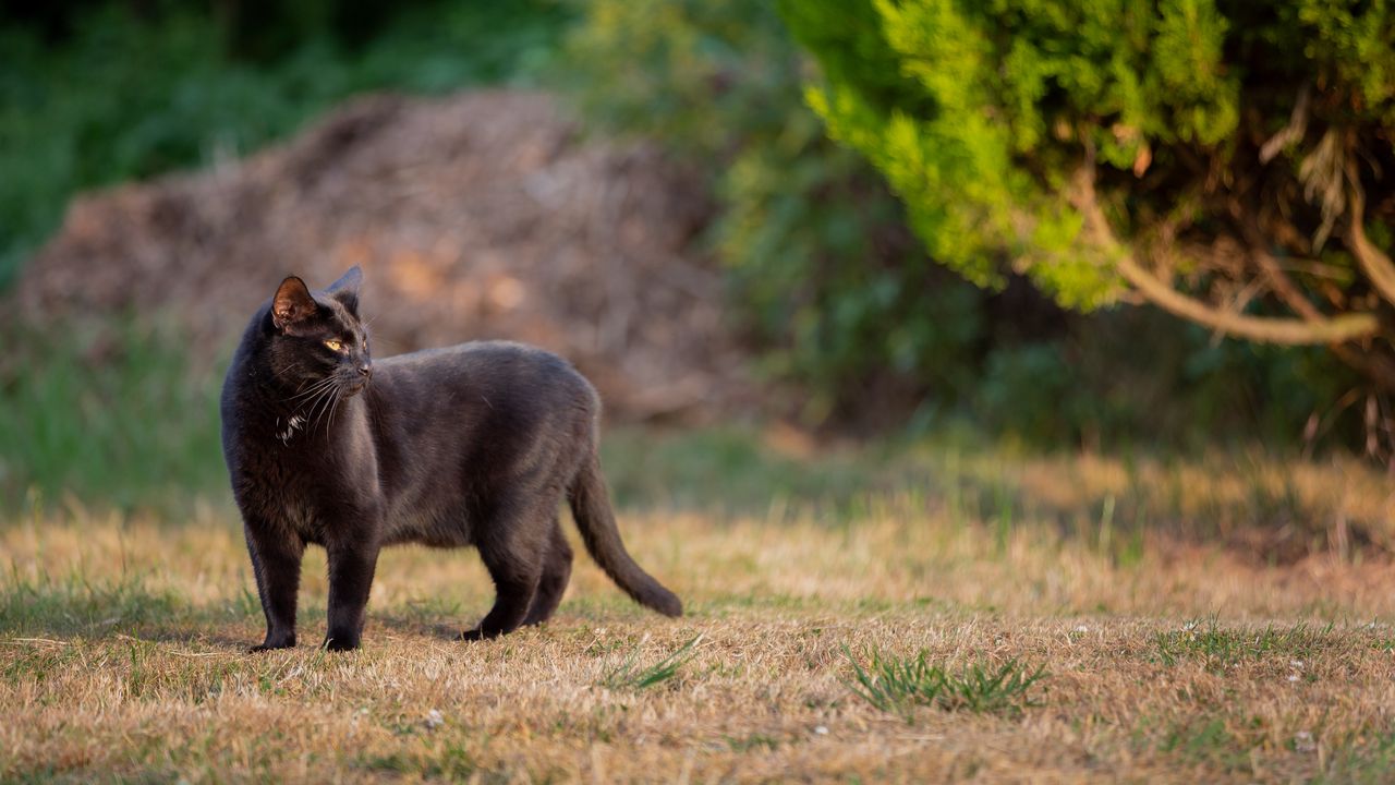 Обои черный кот, кот, прогулка