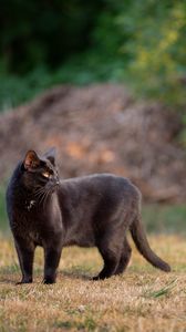 Превью обои черный кот, кот, прогулка