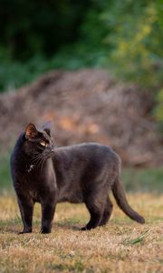 Превью обои черный кот, кот, прогулка