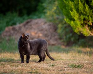 Превью обои черный кот, кот, прогулка